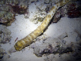 IMG 4119 Tigertail Sea Cucumber